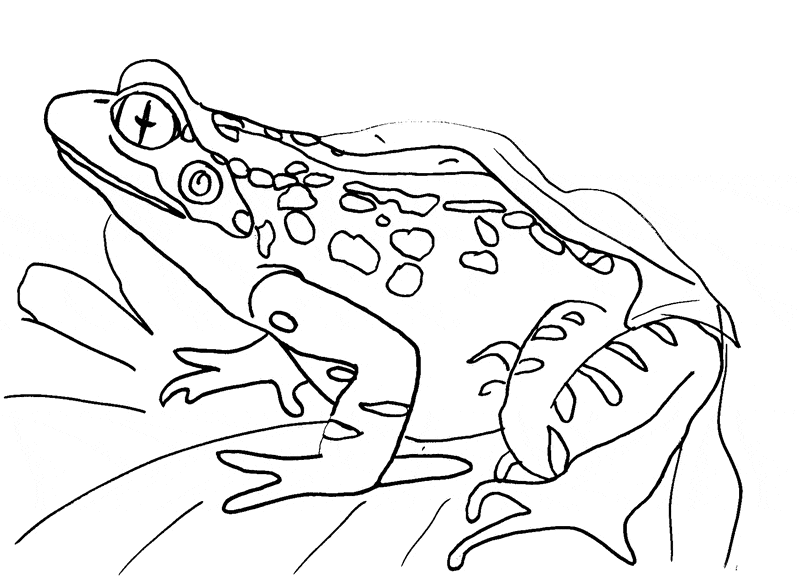 Frog coloring pages drawings