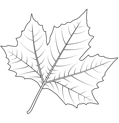 London plane tree leaf coloring page free printable coloring pages