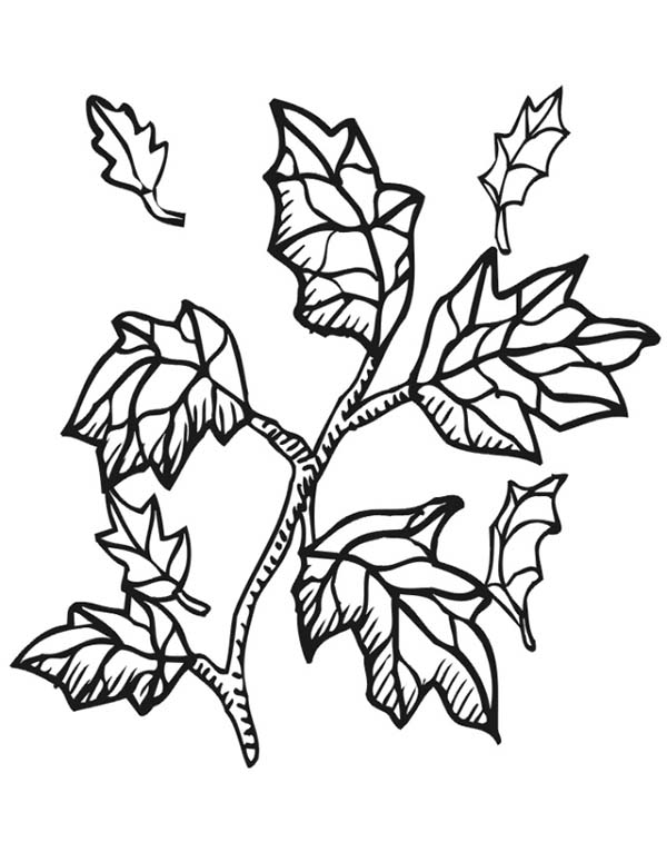 Coloring pages autumn leaf from tree branch coloring page