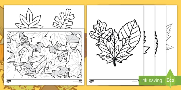 Autumn tree pictures to lour primary resources