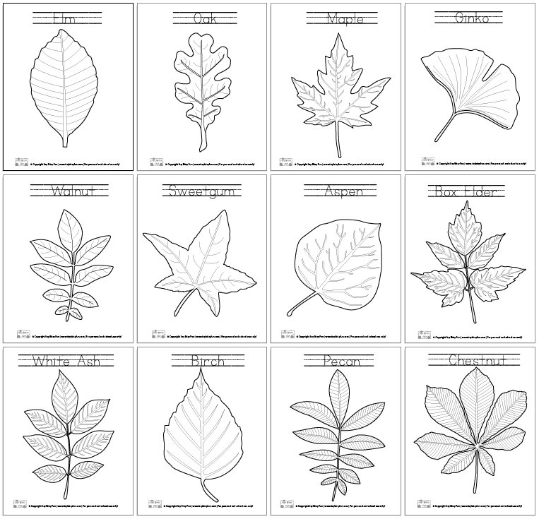 Leaf coloring pages