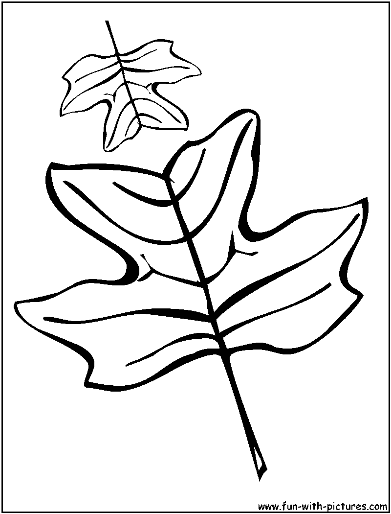 Tulip tree leaves coloring page