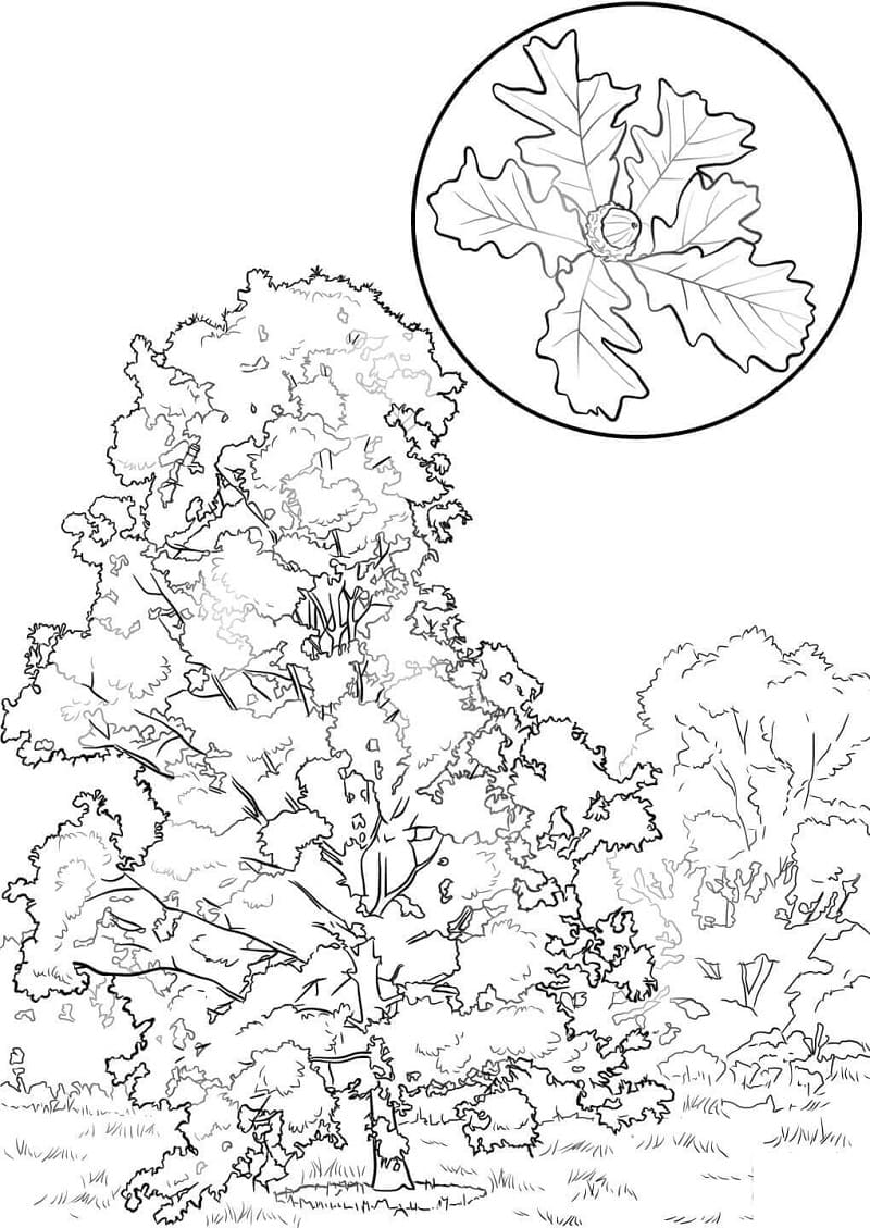 Oak tree free coloring page