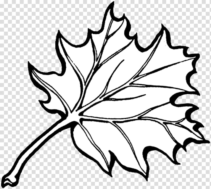 Free coloring book autumn leaf color autumn transparent background png clipart