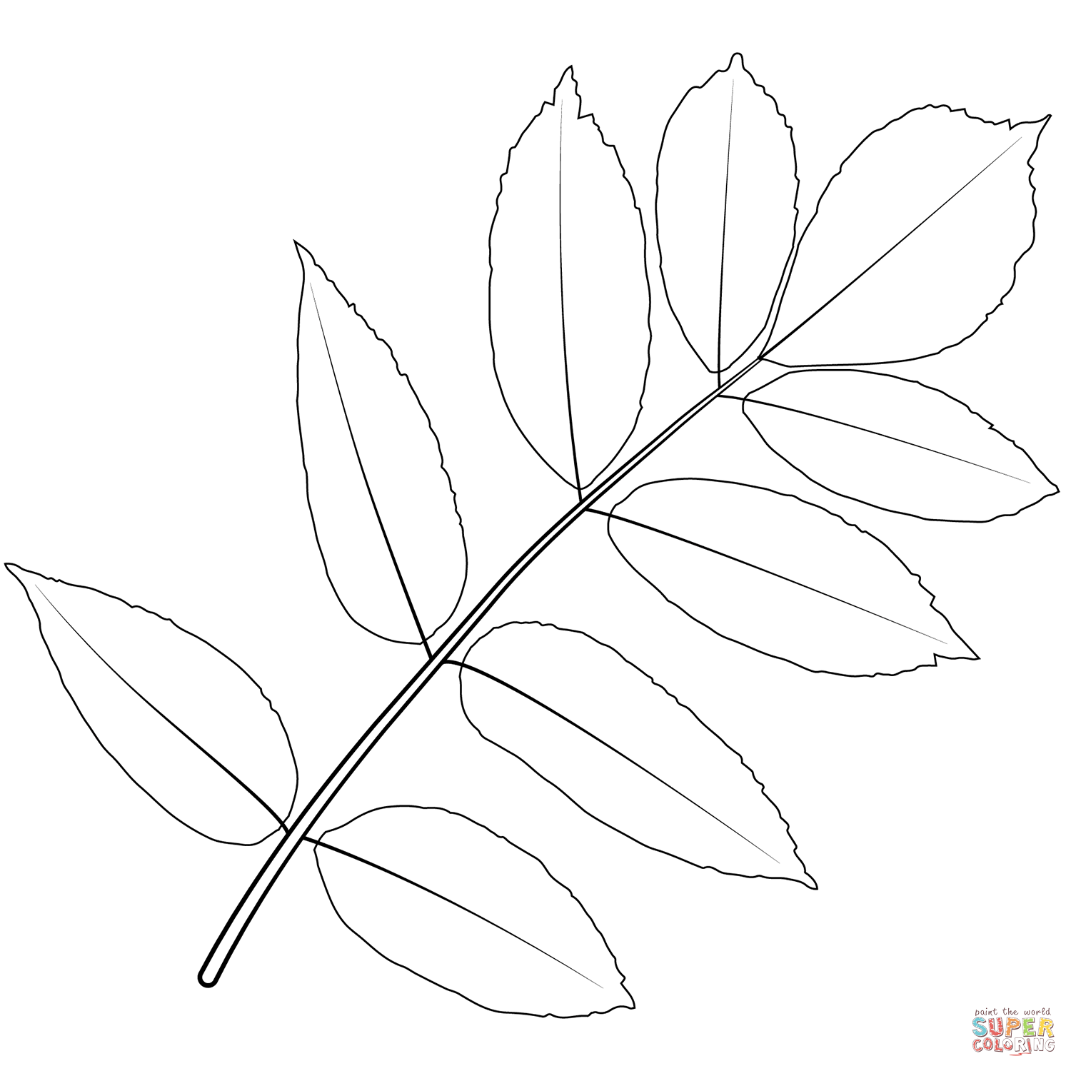 Ash tree leaf coloring page free printable coloring pages