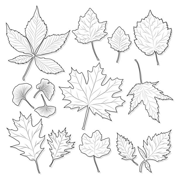 Adult coloring pages tree stock photos pictures royalty