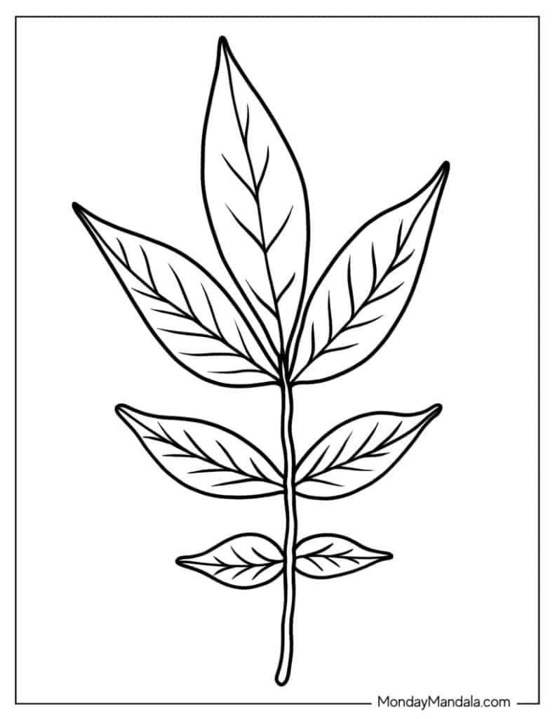 Leaf coloring pages free pdf printables