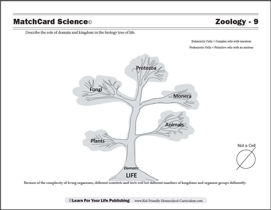 Biology tree of life