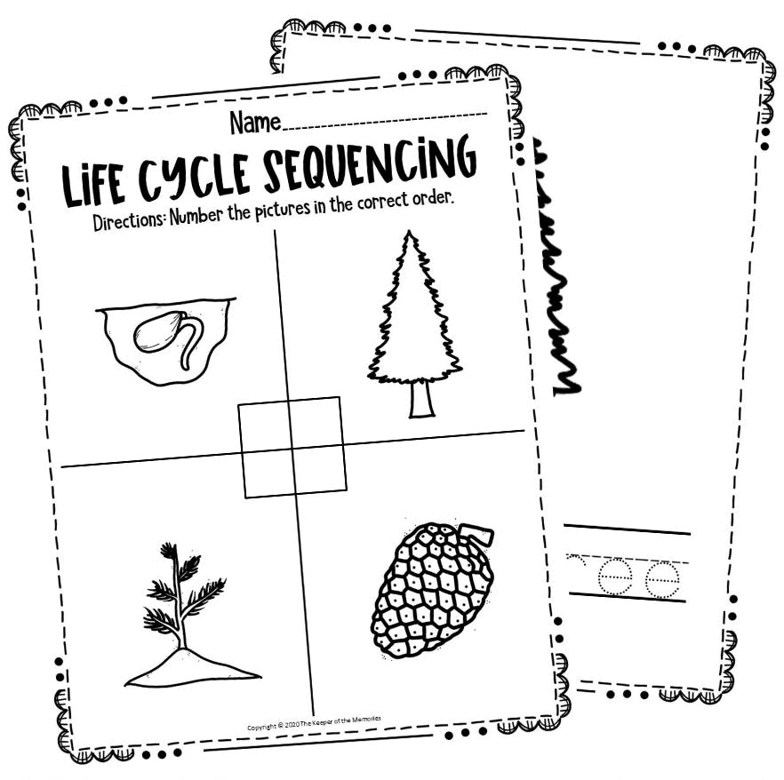 Free printable pine tree life cycle worksheets