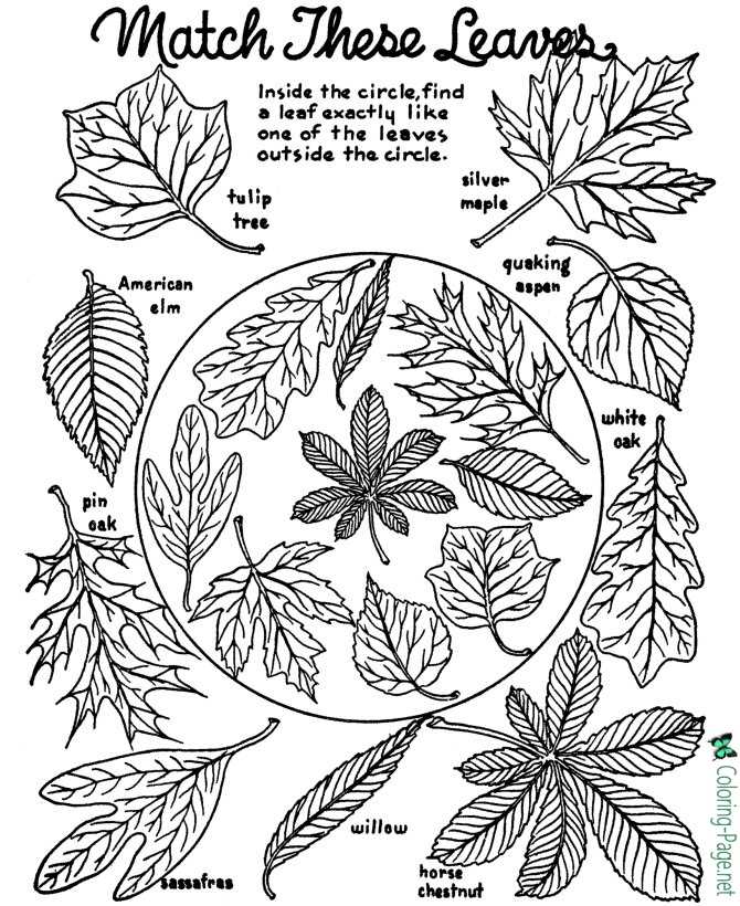 Tree leaves coloring pages