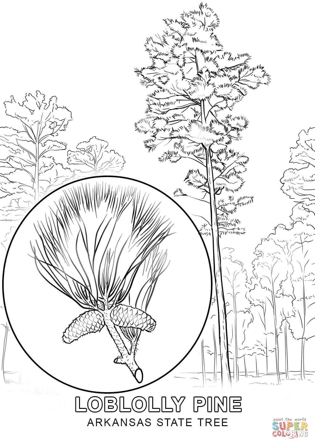 Arkansas state tree coloring page free printable coloring pages tree coloring page coloring pages free printable coloring pages