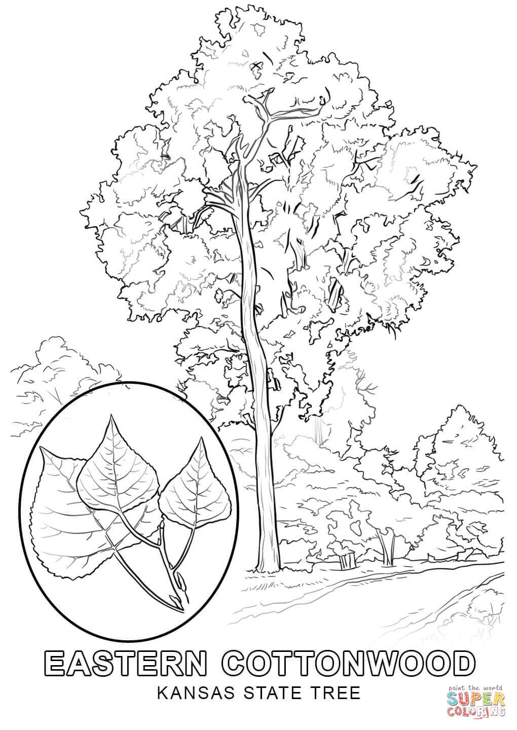 Kansas state tree coloring page free printable coloring pages