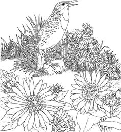 Kansas coloring pages ideas coloring pages kansas day flag coloring pages