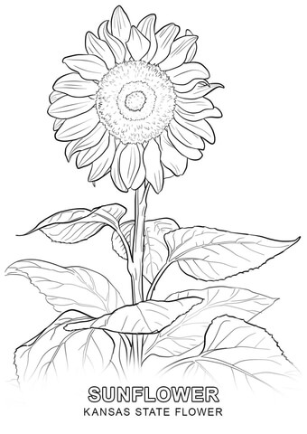 Kansas state flower coloring page free printable coloring pages