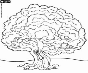 Old holm oak evergreen tree coloring page printable game tree coloring page elementary drawing coloring pages