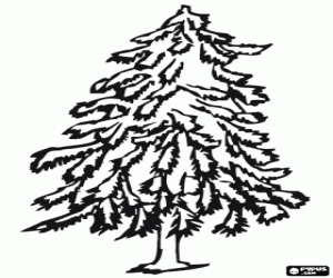 Trees coloring pages printable games tree coloring page coloring pages conifer trees