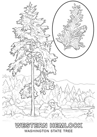 Washington state tree coloring page free printable coloring pages