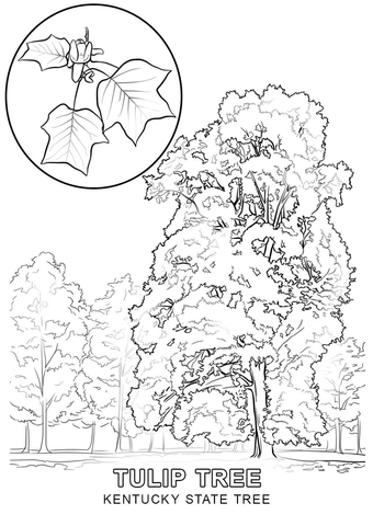 Kentucky coloring pages free coloring pages