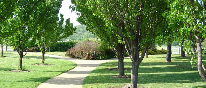 Emerald ash borer information