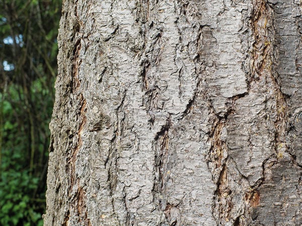 Identifying trees by their bark all access