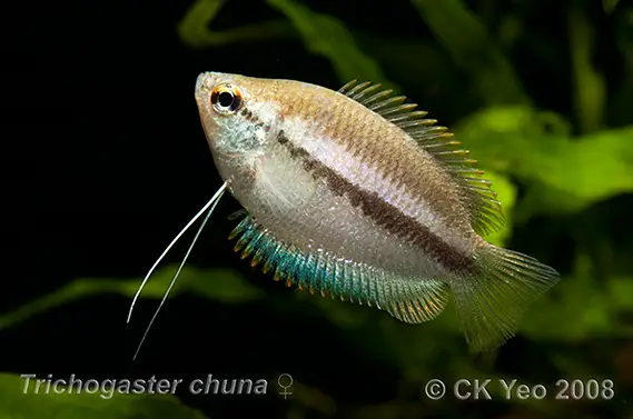 Trichogaster chuna â honey gourami colisa chuna trichopodus sota â seriously fish