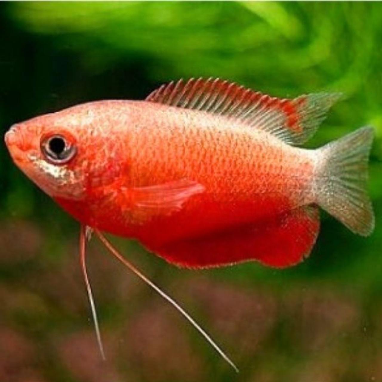 Psa thick lipped gouramis trichogaster labiosa mislabeled as honey gouramis trichogaster chuna rfishtank