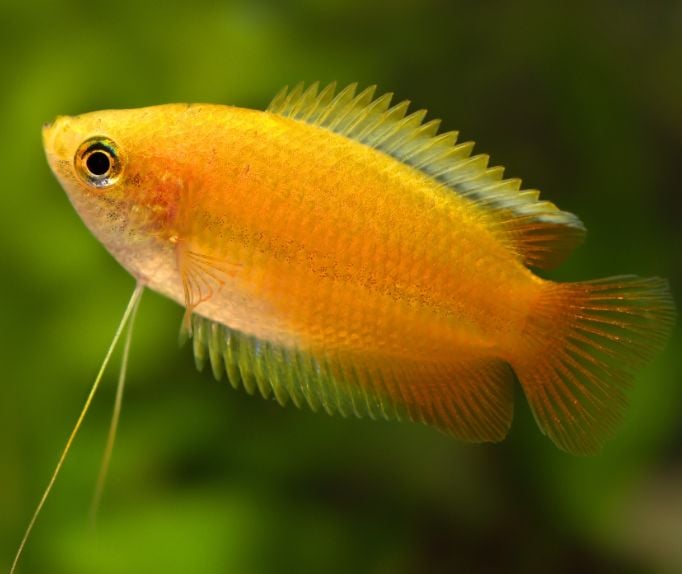 Psa thick lipped gouramis trichogaster labiosa mislabeled as honey gouramis trichogaster chuna rfishtank