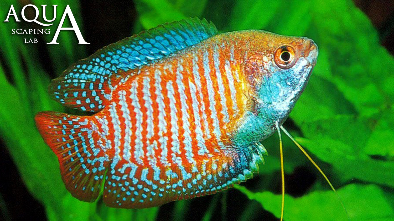 Colisa dwarf gourami