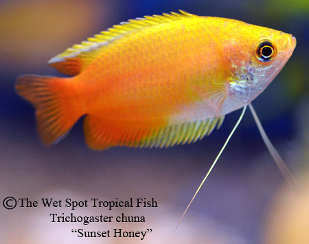 Psa thick lipped gouramis trichogaster labiosa mislabeled as honey gouramis trichogaster chuna rfishtank