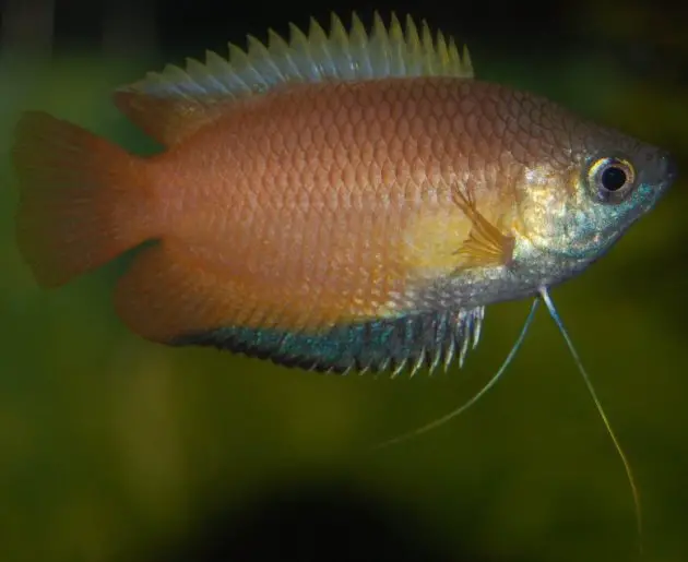 Trichogaster chuna â honey gourami colisa chuna trichopodus sota â seriously fish