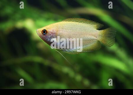 Honey gourami trichogaster chuna tropical aquarium fish isolated on white stock photo