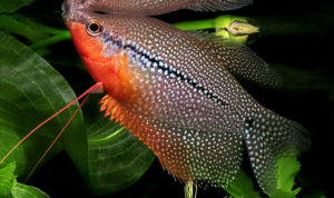 Colisa dwarf gourami