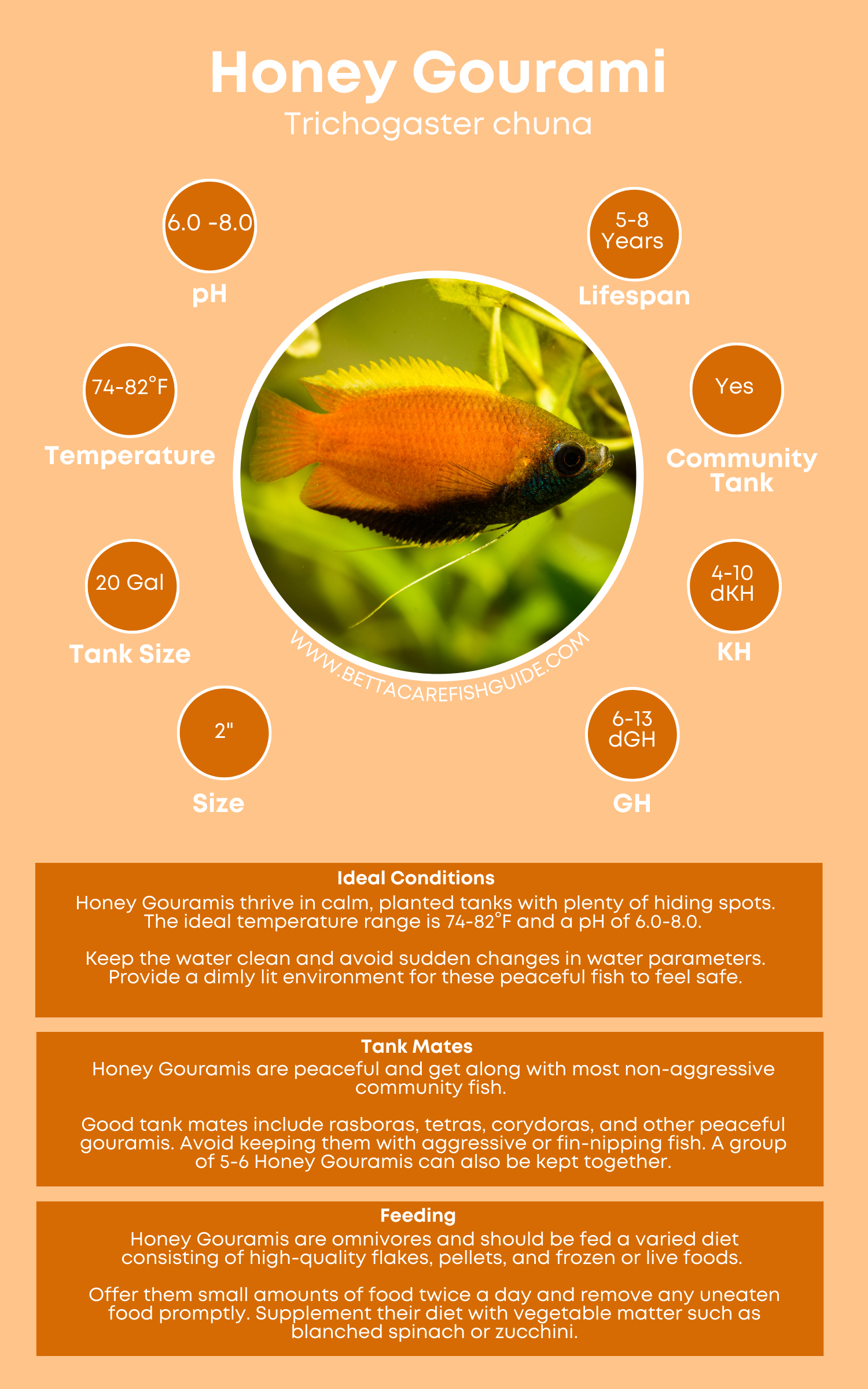 Honey gourami care fish care fish pet fish