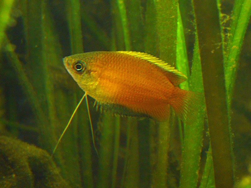 Honey gourami