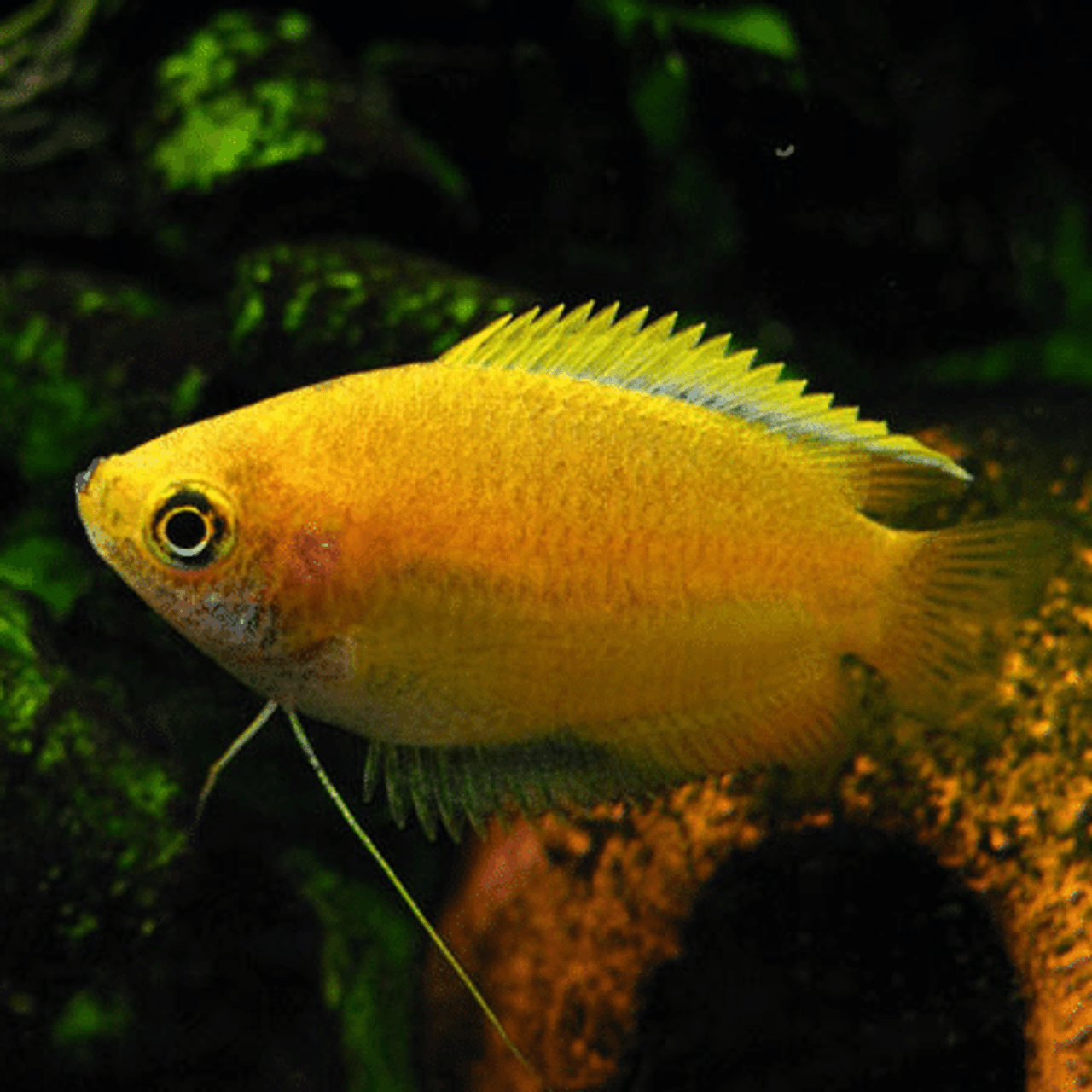 Dwarf honey gourami trichogaster chuna