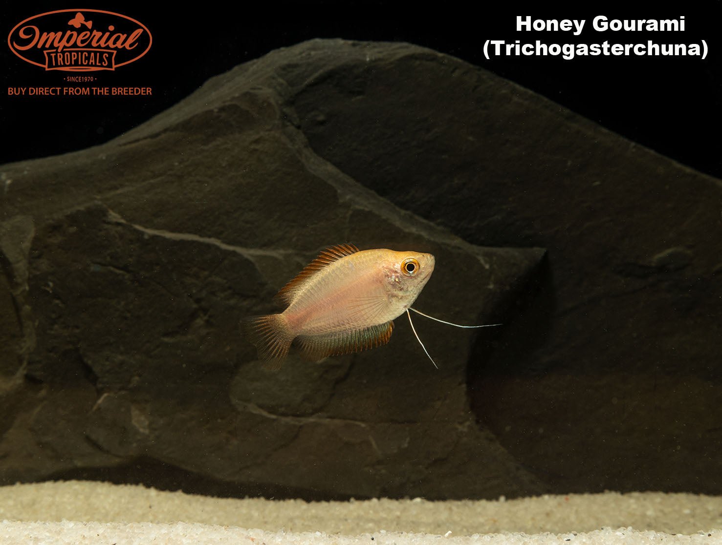 Honey gourami trichogaster chuna