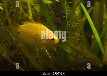 Honey gourami trichogaster chuna tropical aquarium fish isolated on white stock photo