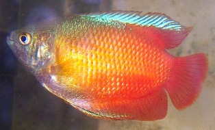 Faqs on colisa chuna the honey gourami