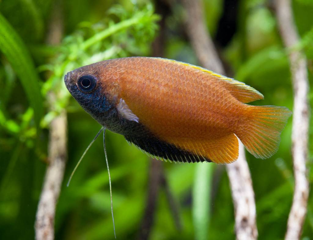 Gourami dwarf honey trichogaster chuna