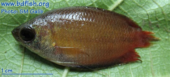 Honey gourami trichogaster chuna hamilton â feature