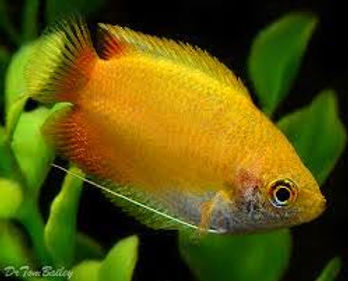 Honey gourami