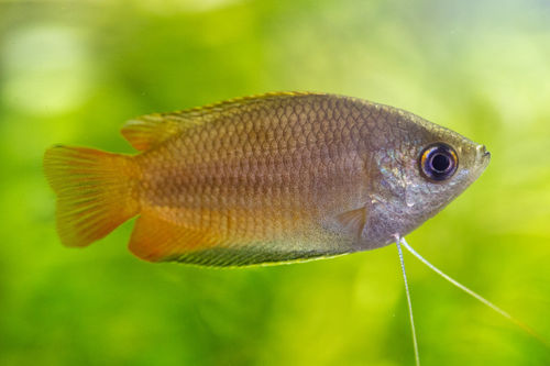 Honey gourami