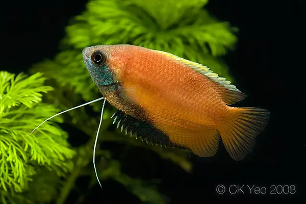 Trichogaster chuna â honey gourami colisa chuna trichopodus sota â seriously fish