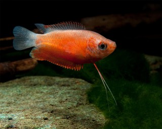 Honey gourami