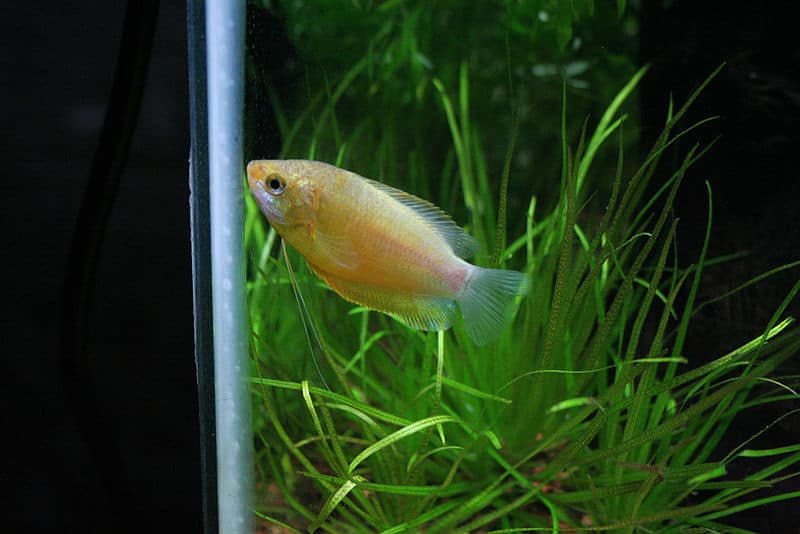 Honey gourami animal world