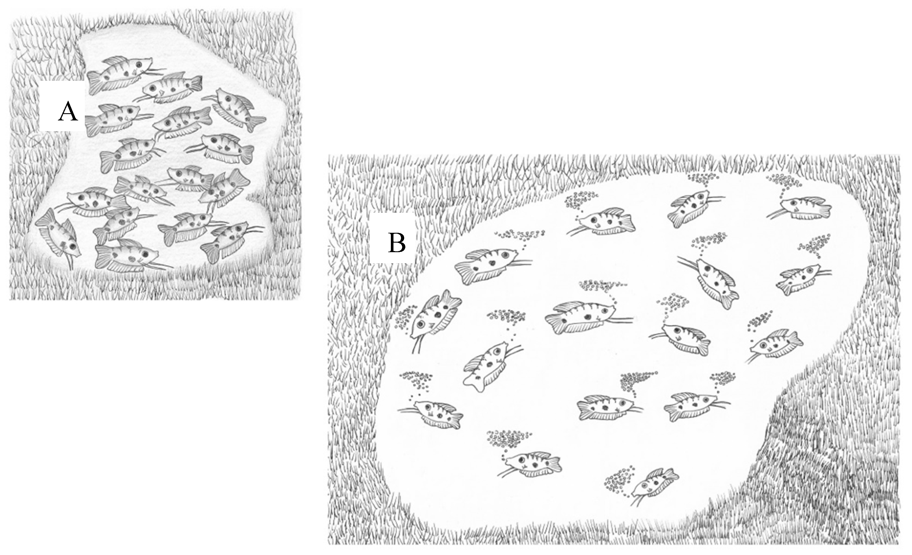 Blue gourami trichogaster trichopterus mdpi