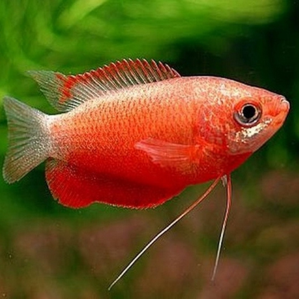 Honey dwarf gourami â the fish room tfr