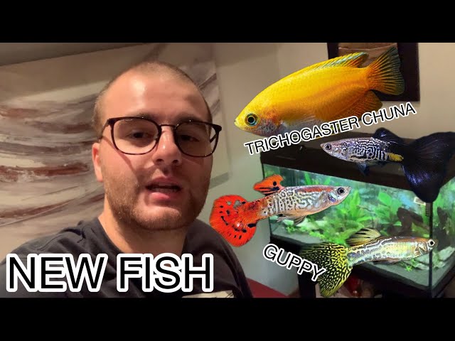 Nuovo trichogaster chuna gold guppy