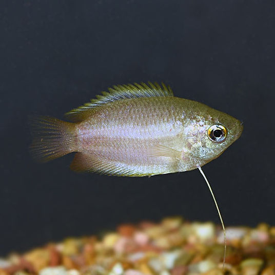 Bettas and gouramis