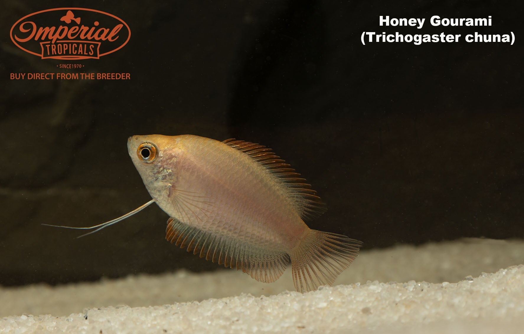 Honey gourami trichogaster chuna